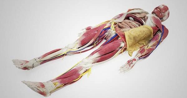 Csanmek exibe primeiro modelo sintético realístico para estudo de anatomia em cursos de Medicina