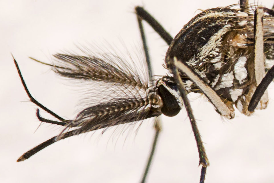 Dengue: IA impulsiona a luta global contra doenças transmitidas por mosquitos